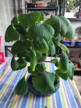 Bonsái Ginkgo Biloba