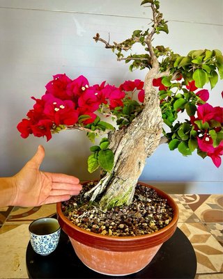 Bonsai Buganvilla