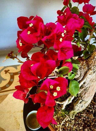 Bonsai Buganvilla