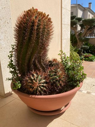 Cactus con hijuelos 70cm
