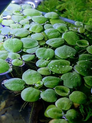 Limnobium