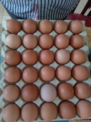 Manda huevos