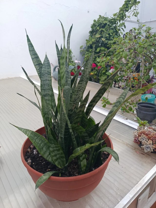 Planta natural -Sansevieria joven