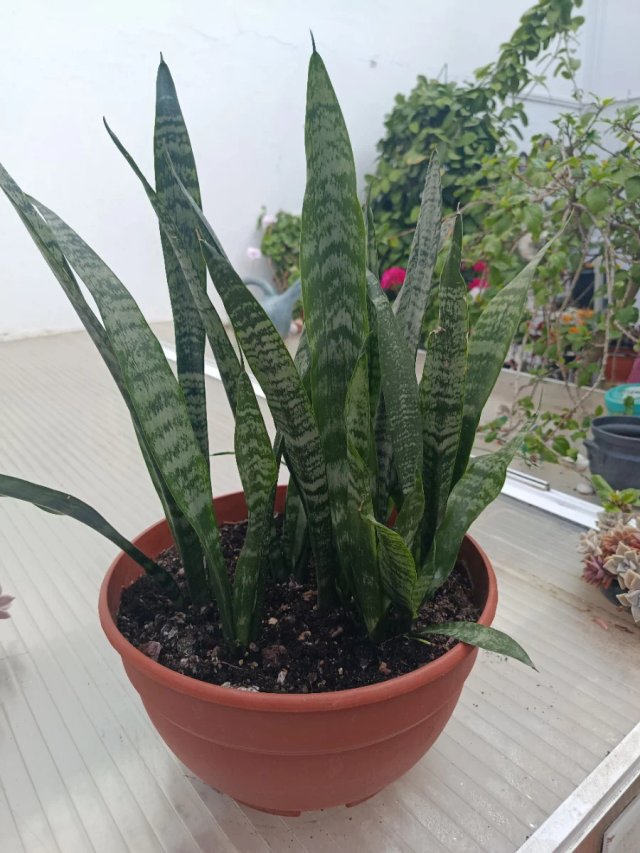 Planta natural -Sansevieria joven