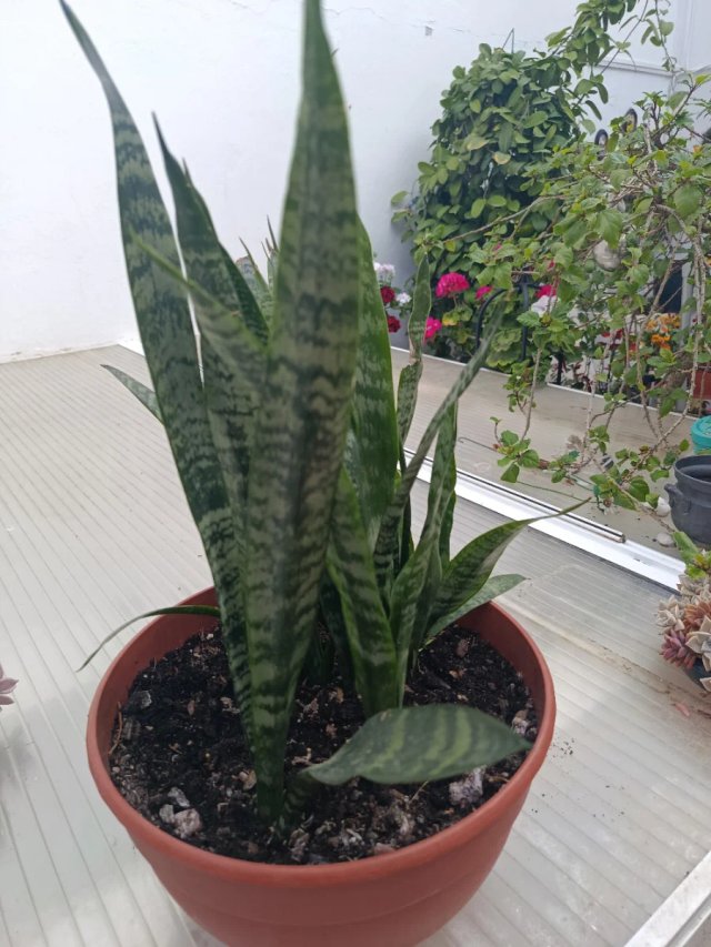 Planta natural -Sansevieria joven