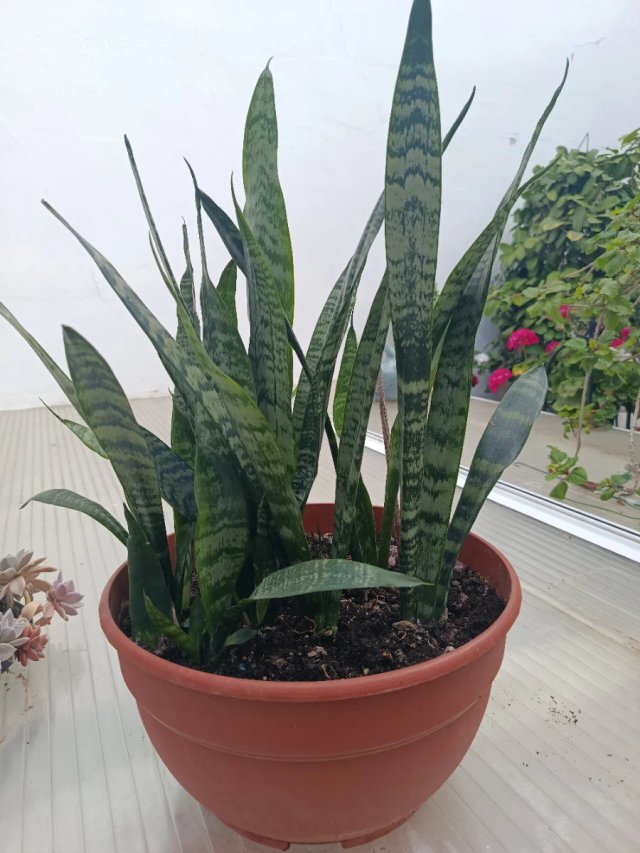 Planta natural -Sansevieria joven