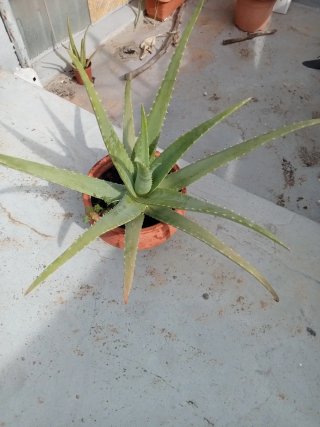 Planta Aloe Vera Grande
