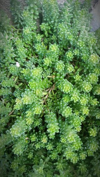 Sedum planta suculenta