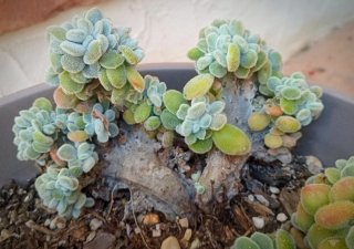 Suculenta Crestada