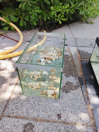 Acuario tortuga o pecera con piedras