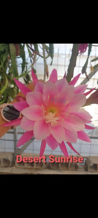 3 Esquejes Epiphyllum