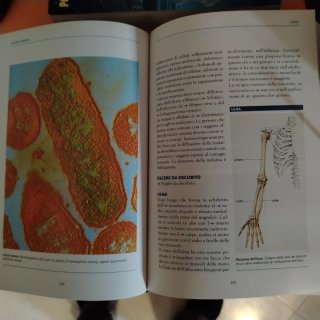 Enciclopedia medica