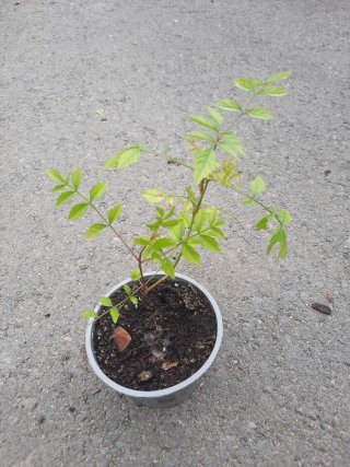 Trepadora Bignonia Naranja