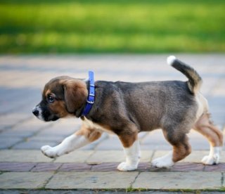 Paseo a perros