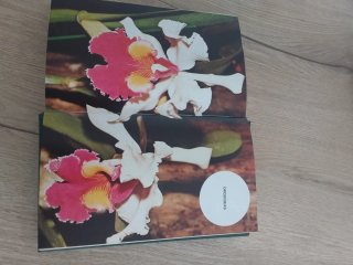 Guía de Plantas y Flores Grijalbo