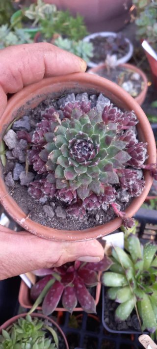 Sempervivum calcareum