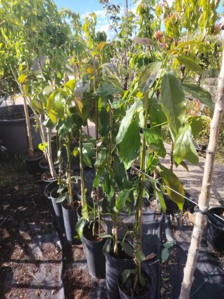 Árboles de Aguacate en Maceta