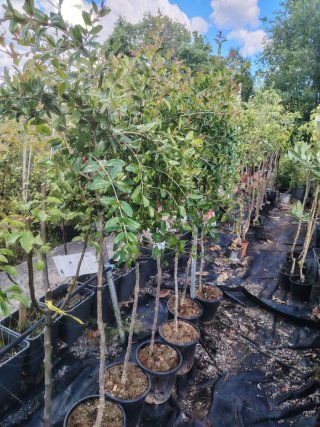 Árboles de Granado en maceta