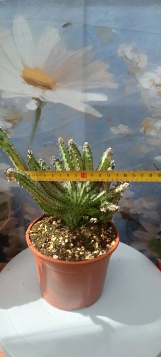 Monvillea Spegazzinii f. Cristata