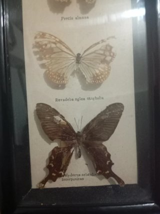 Colección Mariposas Disecadas