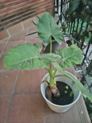 Planta Marquesa 50cm