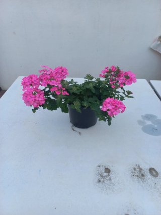 Planta Verbena flores cor-de-rosa