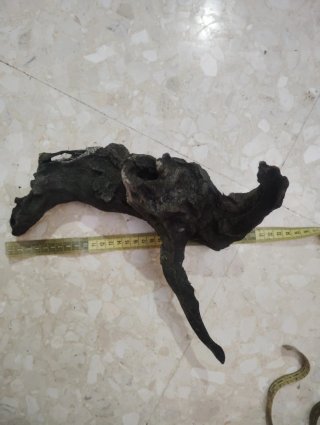 Raíz de mangle para acuario