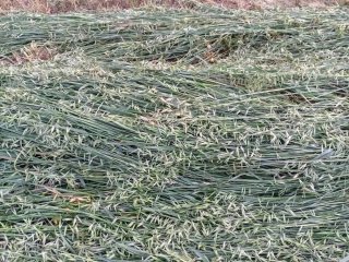 Avena para heno