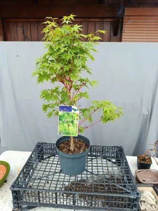 Acer palmatum sangokaku