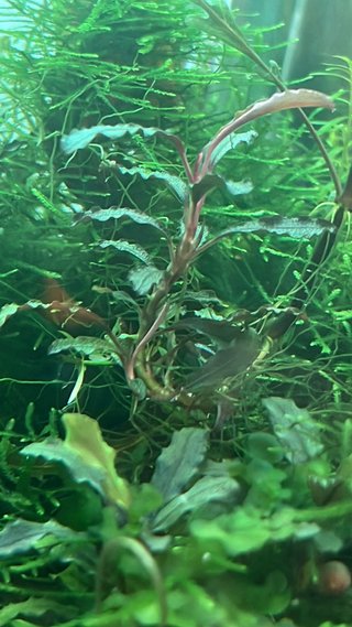 Musgo Java para acuario