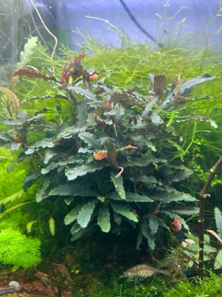 Musgo Java para acuario