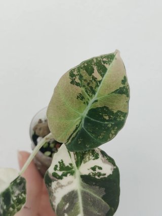 Alocasia Black Velvet albo pink variegata
