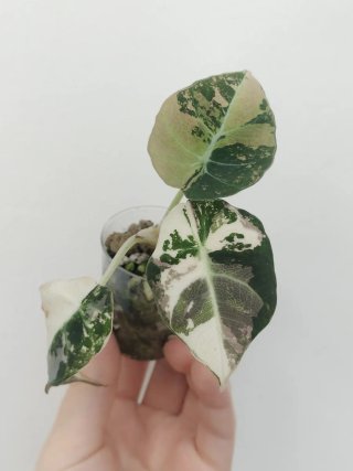 Alocasia Black Velvet albo pink variegata