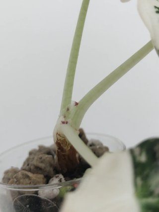 Alocasia Black Velvet albo pink variegata