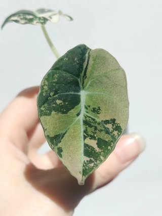 Alocasia Black Velvet albo pink variegata