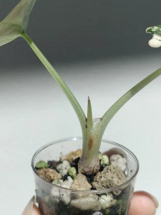 Alocasia Black Velvet albo pink variegata