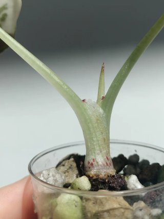 Alocasia Black Velvet albo pink variegata