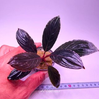 Bucephalandra Skeletor Dark Plantas acuario
