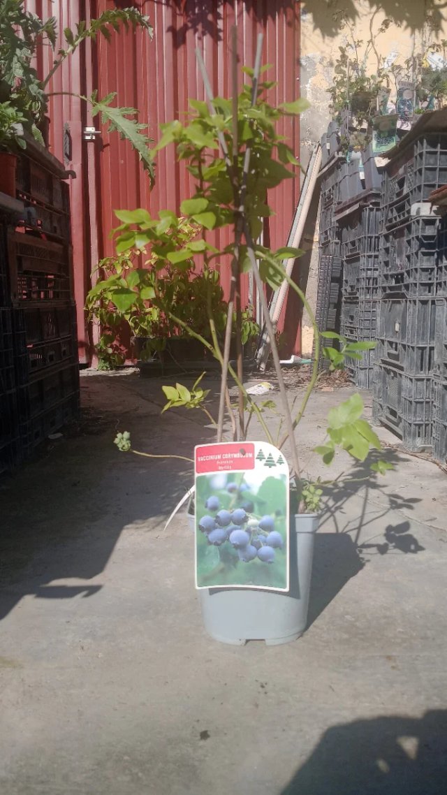 Pianta di mirtilli in vaso, pronta per la coltivazione