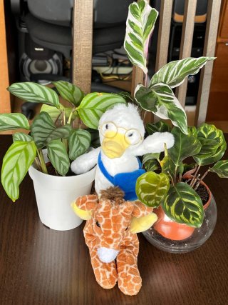 Pack de plantas decorativas con macetas.