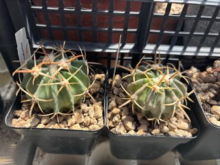 Set 2 Cactus Homalocephala texensis