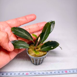 Bucephalandra Pearl Grey planta acuario