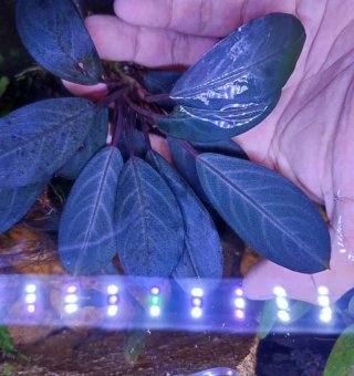 Bucephalandra Pearl Grey planta acuario