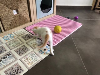 Alfombra atrapa arena para gatos