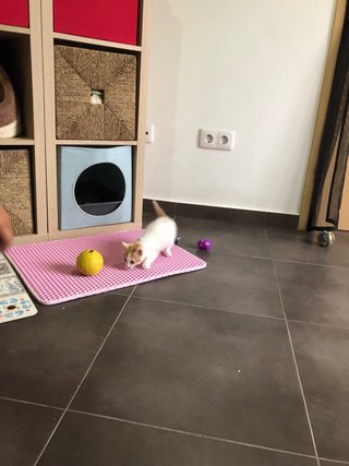 Alfombra atrapa arena para gatos