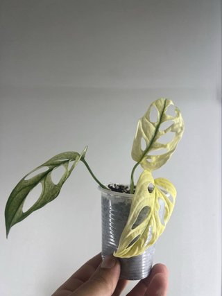 Monstera Adansonii Variegata Planta