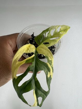 Monstera Adansonii Variegata Planta