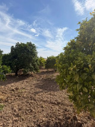 BARATISIMO TERRENOS 1000M² EN SANTIPONCE SEVILLA