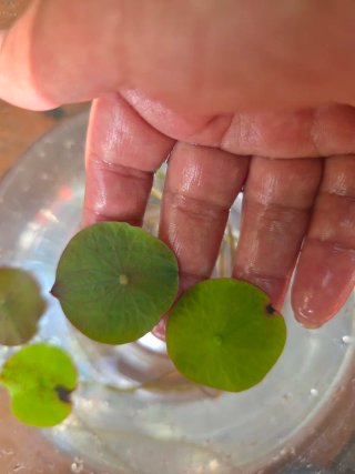 Flor de loto