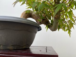 Bonsái Arce Palmatum